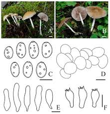 Attēlu rezultāti vaicājumam “Psathyrella sp.”