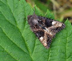 Attēlu rezultāti vaicājumam “Euplexia lucipara”