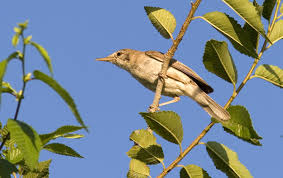 Image result for Hippolais caligata