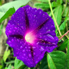 Image result for Ipomoea purpurea
