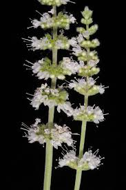 Attēlu rezultāti vaicājumam “Mentha longifolia flower”