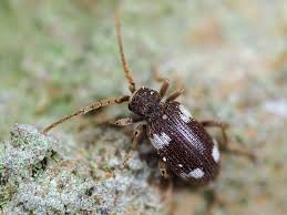 Attēlu rezultāti vaicājumam “Ptinus sp.”