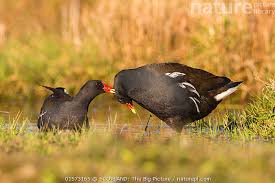 Image result for Gallinula chloropus