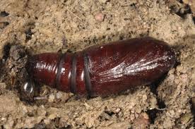 Attēlu rezultāti vaicājumam “Melanchra persicariae imago”