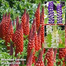 Attēlu rezultāti vaicājumam “Ranunculus lingua bud”