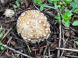 Attēlu rezultāti vaicājumam “Amanita pantherina”