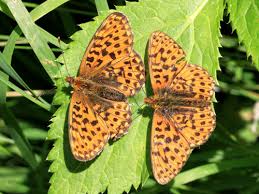 Attēlu rezultāti vaicājumam “Boloria titania underside”