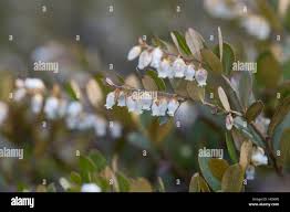 Attēlu rezultāti vaicājumam “Chamaedaphne calyculata leaf”