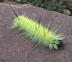 Attēlu rezultāti vaicājumam “Acronicta auricoma larva”