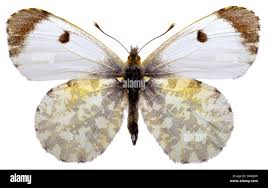 Attēlu rezultāti vaicājumam “Anthocharis cardamines”