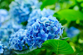 Attēlu rezultāti vaicājumam “Hydrangea”