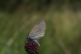 Attēlu rezultāti vaicājumam “Maculinea teleius”