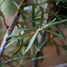 Attēlu rezultāti vaicājumam “Hippophae rhamnoides leaf”