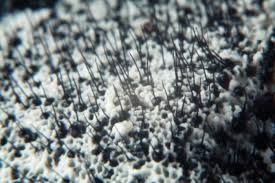 Attēlu rezultāti vaicājumam “Ophiostoma polyporicola”