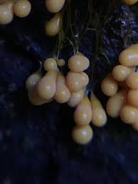 Attēlu rezultāti vaicājumam “Badhamia utricularis young”