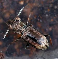 Attēlu rezultāti vaicājumam “Notiophilus palustris”