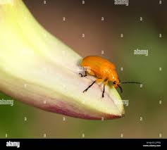 Attēlu rezultāti vaicājumam “Alleculidae”