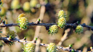 Attēlu rezultāti vaicājumam “Larix decidua flower”