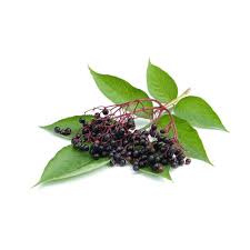 Attēlu rezultāti vaicājumam “Sambucus nigra fruit”