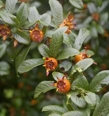 Attēlu rezultāti vaicājumam “Mespilus germanica”