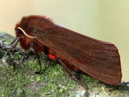 Attēlu rezultāti vaicājumam “Phragmatobia fuliginosa imago”