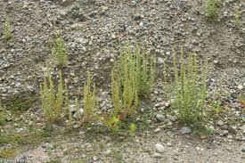 Image result for Chenopodium botrys