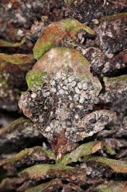 Attēlu rezultāti vaicājumam “Pucciniastrum areolatum”