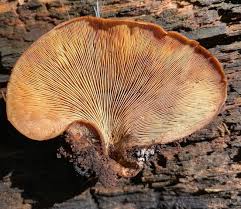 Attēlu rezultāti vaicājumam “Lentinellus ursinus”