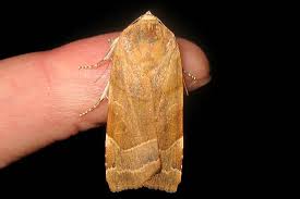 Attēlu rezultāti vaicājumam “Noctua fimbriata larva”