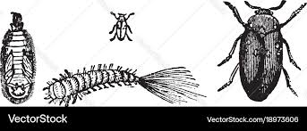 Attēlu rezultāti vaicājumam “Attagenus pellio”