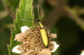 Attēlu rezultāti vaicājumam “Chrysanthia geniculata”