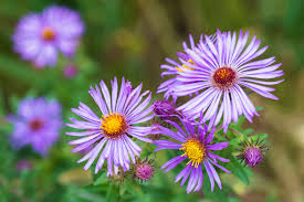 Attēlu rezultāti vaicājumam “Symphyotrichum novae-angliae flower”