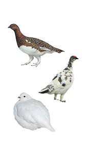 Image result for Lagopus lagopus