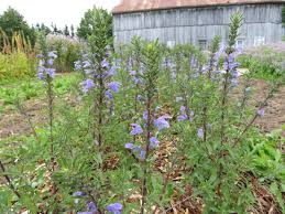 Image result for Dracocephalum moldavicum