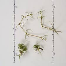 Attēlu rezultāti vaicājumam “Najas minor leaf”