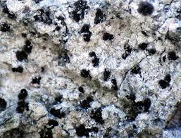 Attēlu rezultāti vaicājumam “Arthonia byssacea”