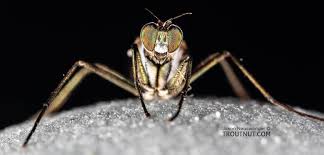 Attēlu rezultāti vaicājumam “Insecta”