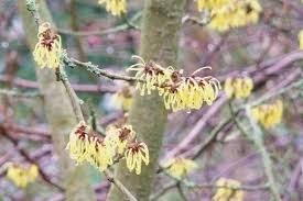 Attēlu rezultāti vaicājumam “Hamamelis mollis flower”