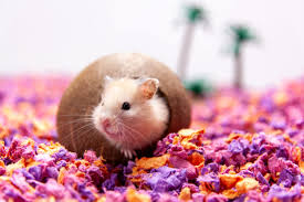 Afbeeldingsresultaat voor hamsters