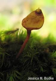 Attēlu rezultāti vaicājumam “Buxbaumia aphylla sporophyte”