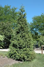 Attēlu rezultāti vaicājumam “Thuja plicata”