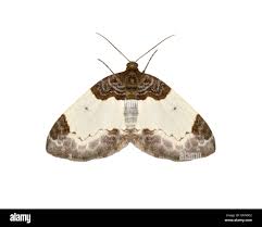 Attēlu rezultāti vaicājumam “Mesoleuca albicillata”