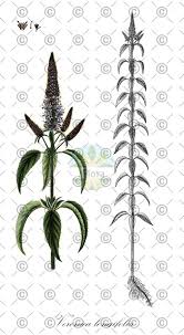 Attēlu rezultāti vaicājumam “Veronica longifolia fruit”