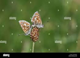 Attēlu rezultāti vaicājumam “Aricia artaxerxes  female”