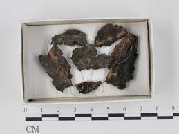 Attēlu rezultāti vaicājumam “Badhamia affinis”