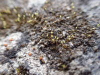 Attēlu rezultāti vaicājumam “Seligeria donniana”