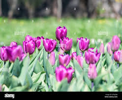 Attēlu rezultāti vaicājumam “Tulipa gesneriana flower”