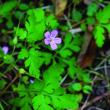 Attēlu rezultāti vaicājumam “Geranium robertianum flower”