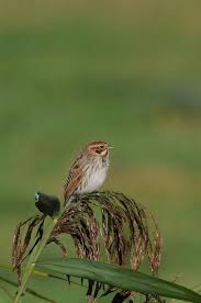 Attēlu rezultāti vaicājumam “Emberiza schoeniclus”