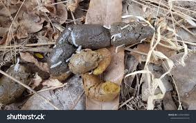 Image result for cestoda excrement dog